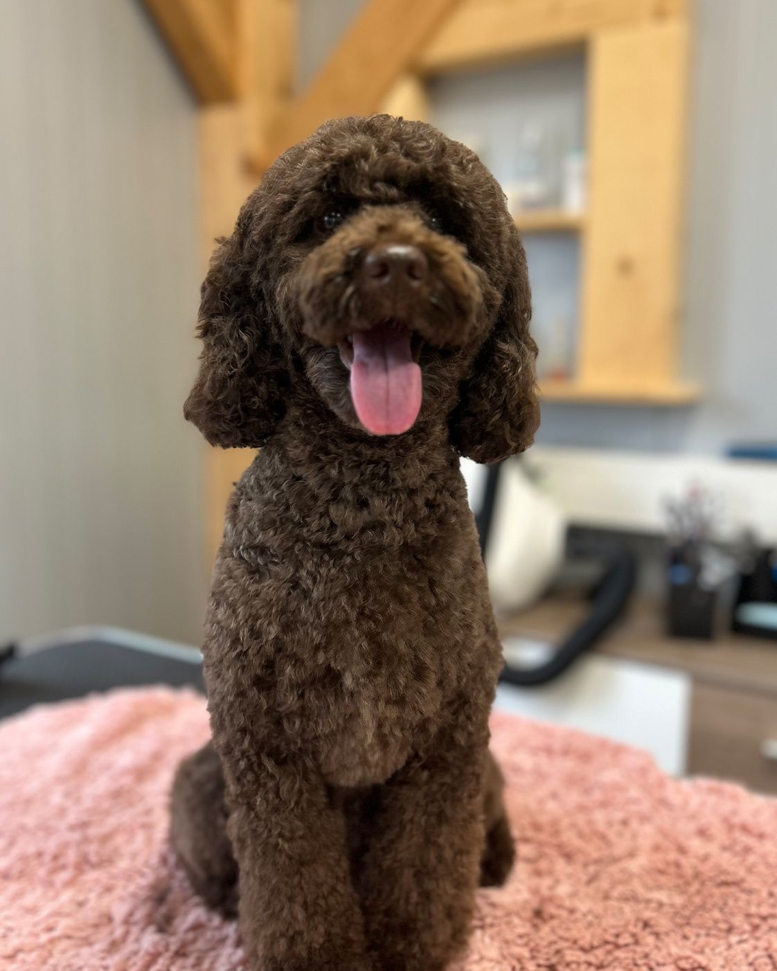 Cockapoo Balu nach der Pflege im Tiersalon Pfotenfreunde
