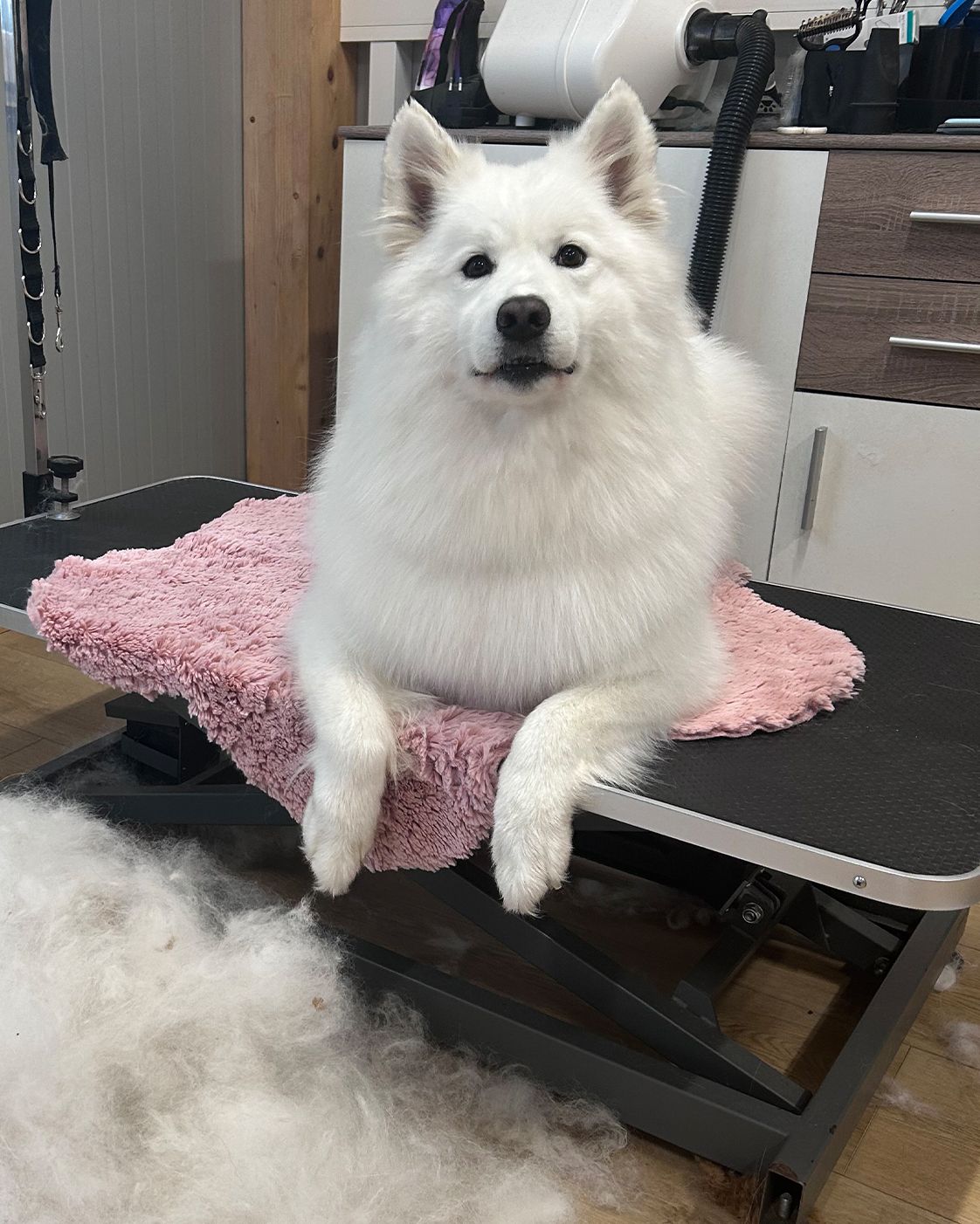 Japan-Spitz Mikey nach der Pflege im Tiersalon Pfotenfreunde