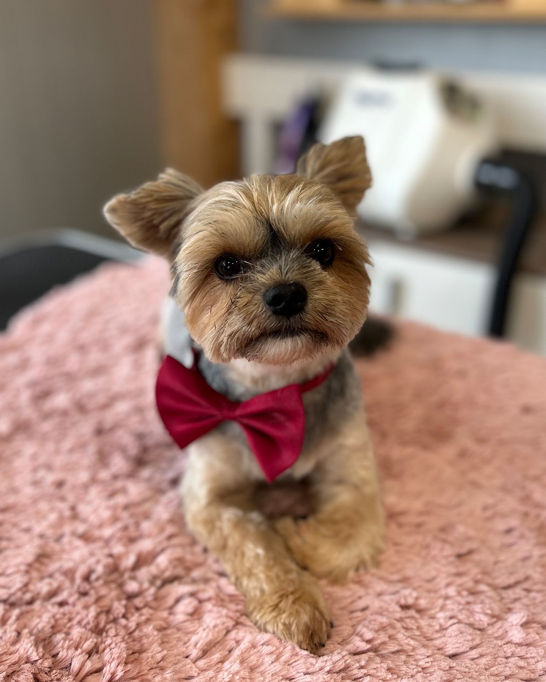 Yorkshire Terrier Sammy nach der Pflege im Tiersalon Pfotenfreunde