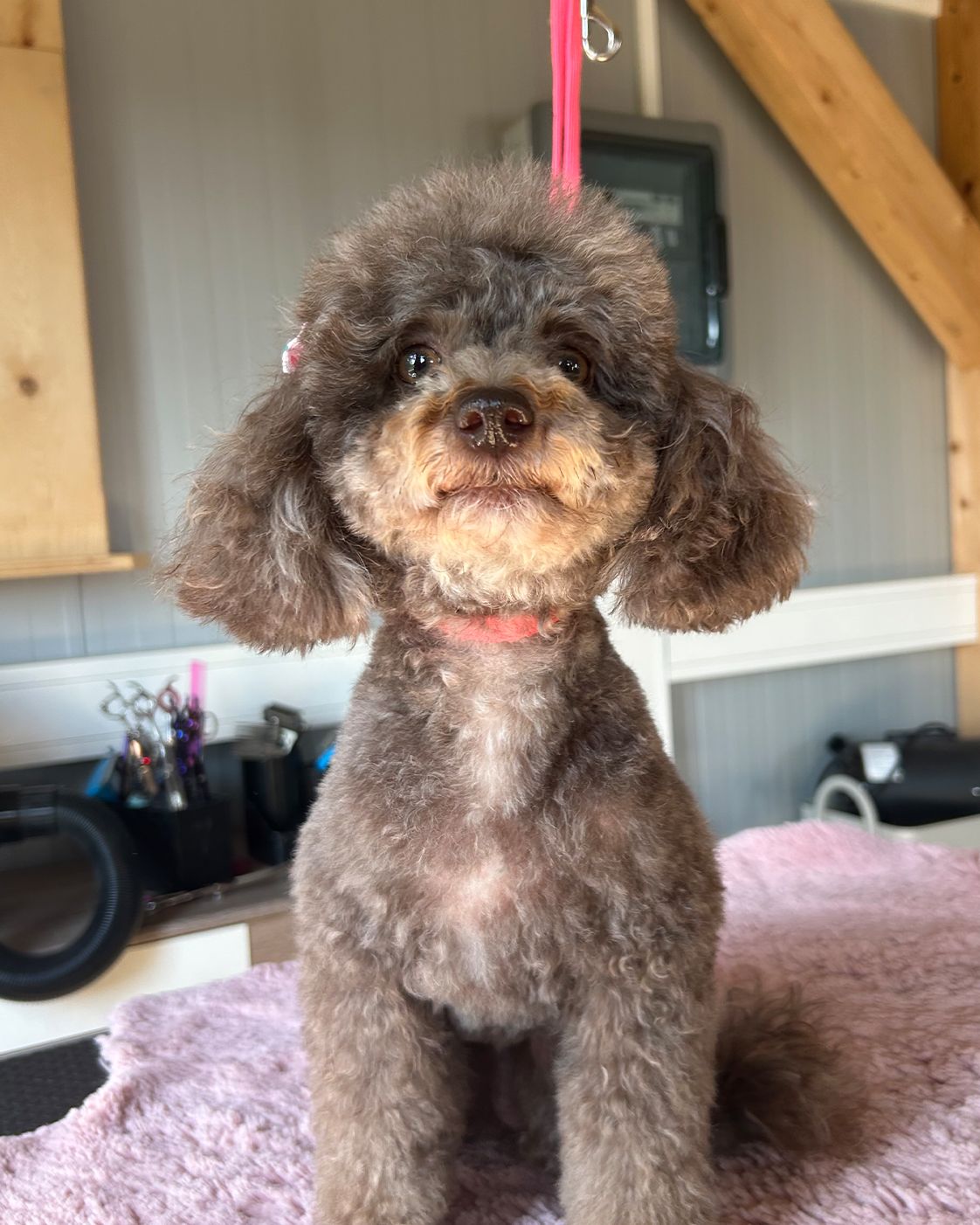 Zwergpoodle Ricky nach der Pflege im Tiersalon Pfotenfreunde