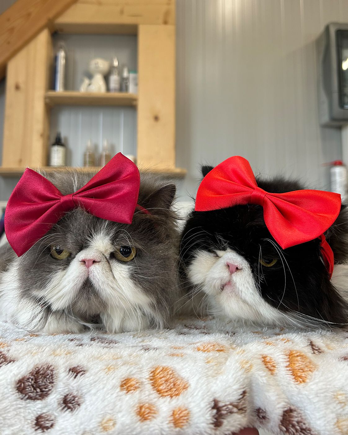 Perserkatzen Mia & Lilly nach der Pflege im Tiersalon Pfotenfreunde