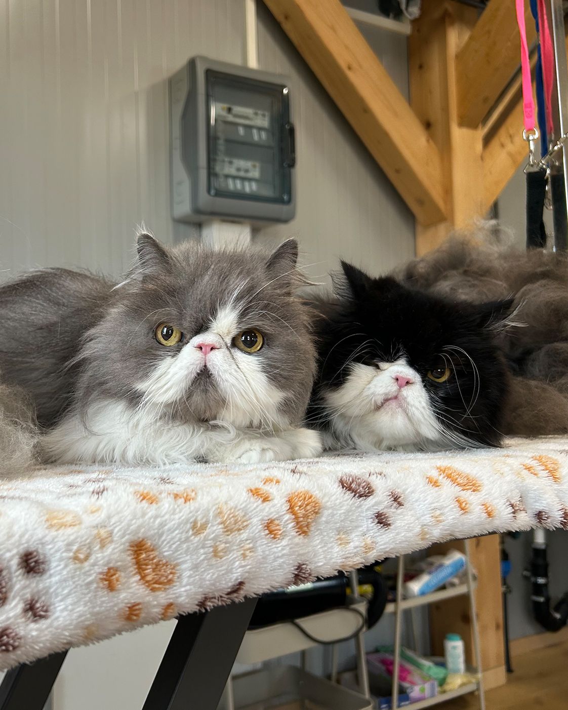 Perserkatzen Mia & Lilly nach der Pflege im Tiersalon Pfotenfreunde