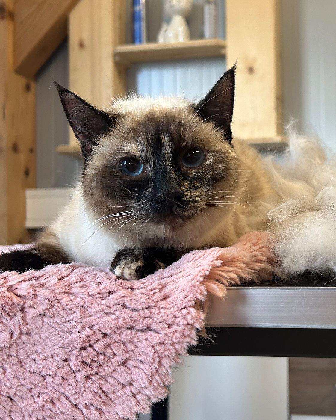 Siamkatze-Mix Coco nach der Pflege im Tiersalon Pfotenfreunde