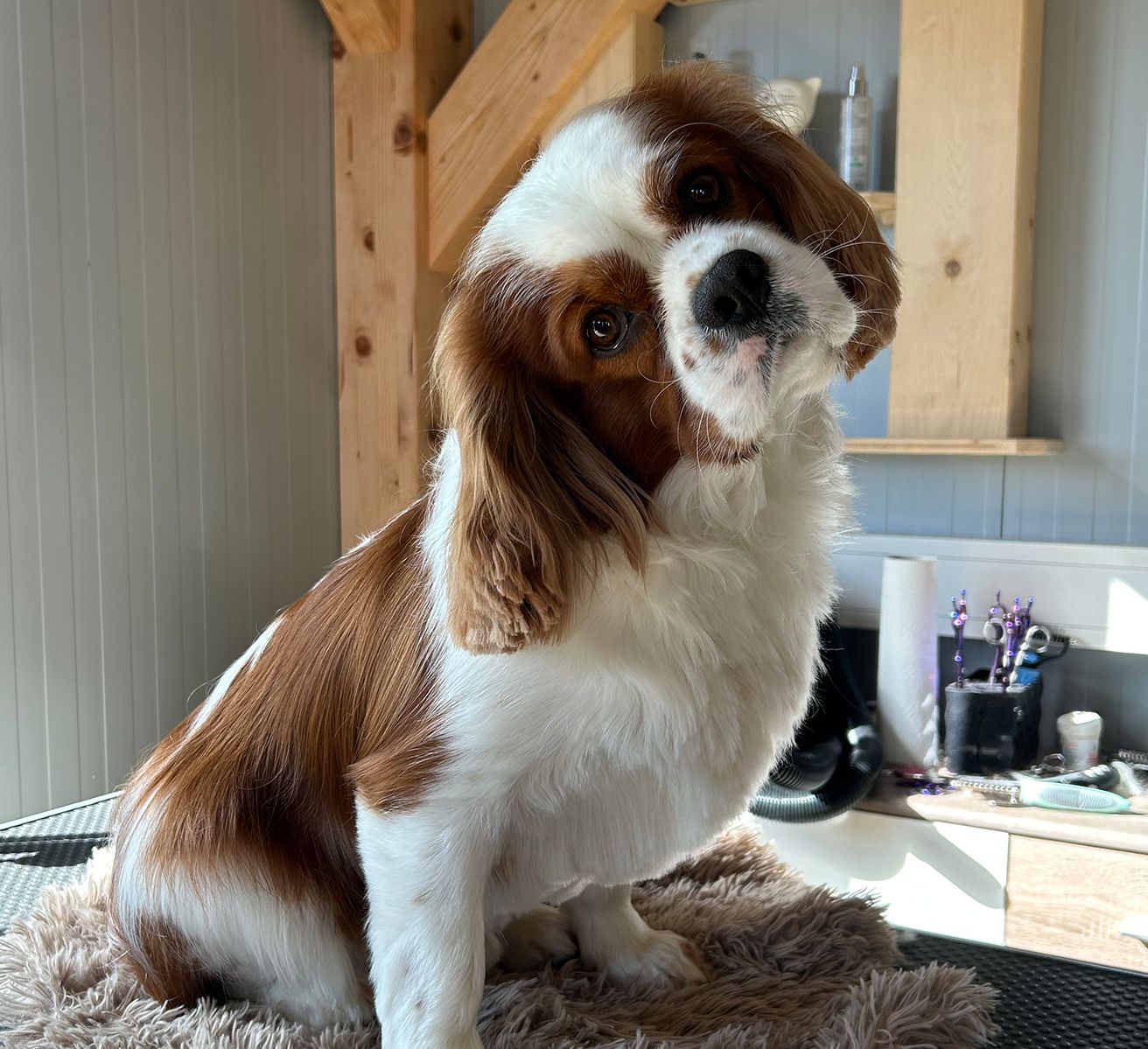 Cavalier-Spaniel Rocky nach der Pflege im Tiersalon Pfotenfreunde