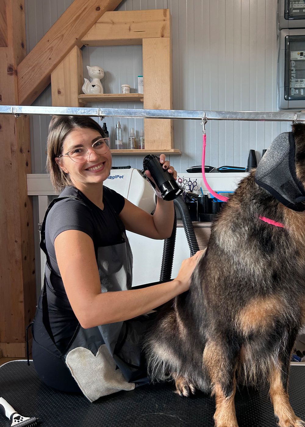 Tierstylistin Anika beim Föhnen eines Schäferhundes